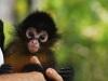 A Baby Monkey